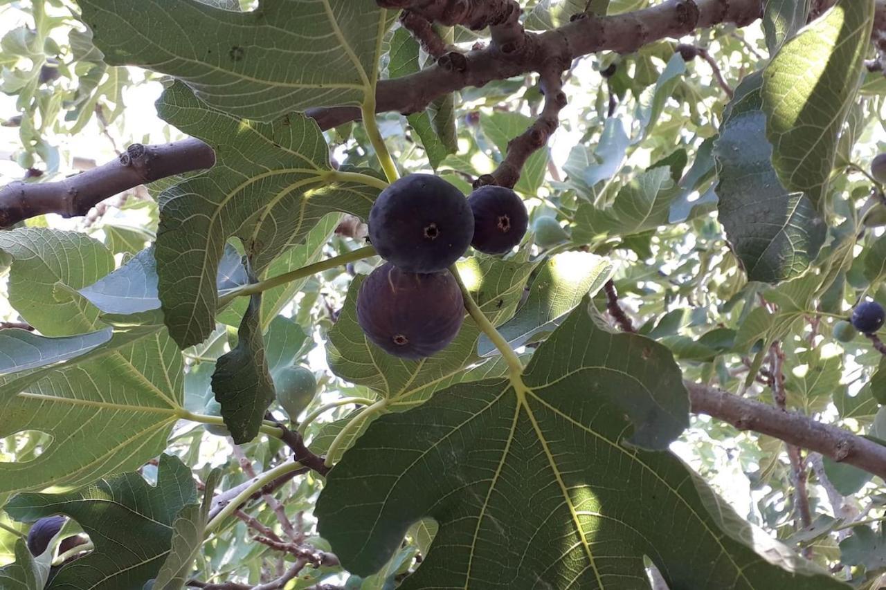 Finca Riodiel Gibraleón Eksteriør billede